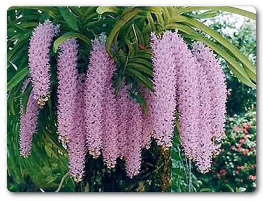  Arunachal Pradesh State flower, Foxtail orchid, Rhynchostylis retusa